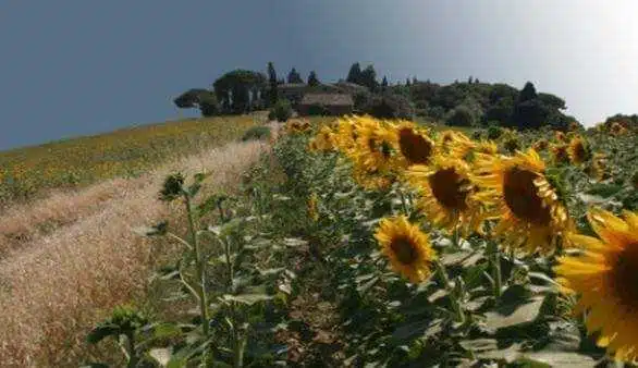 Landschaft bei Borgo San Lorenzo