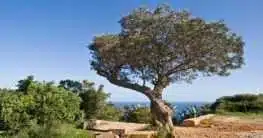 Olivenbaum
