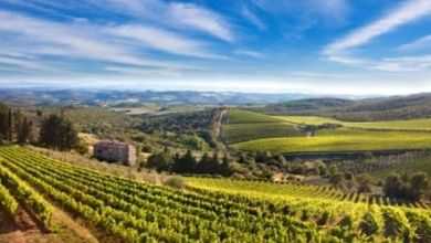 Weinberg in der Toskana